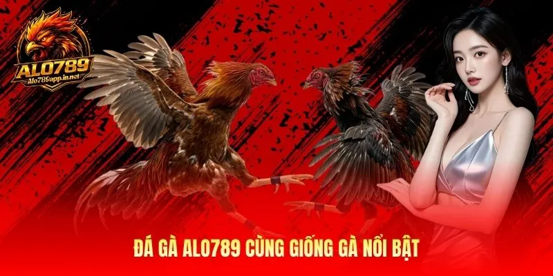 Đá gà ALO789 cùng giống gà nổi bật
