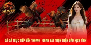 Đá Gà Trực Tiếp Bên Thomo - Xem Các Trận Đấu Kịch Tính 2026