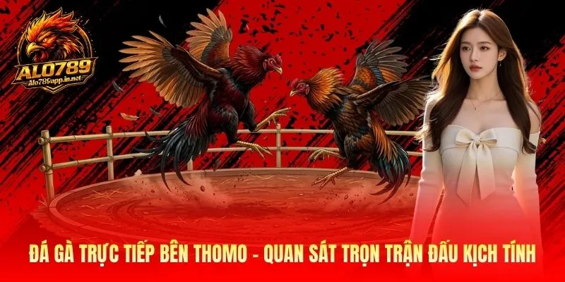 Đá Gà Trực Tiếp Bên Thomo - Xem Các Trận Đấu Kịch Tính 2026
