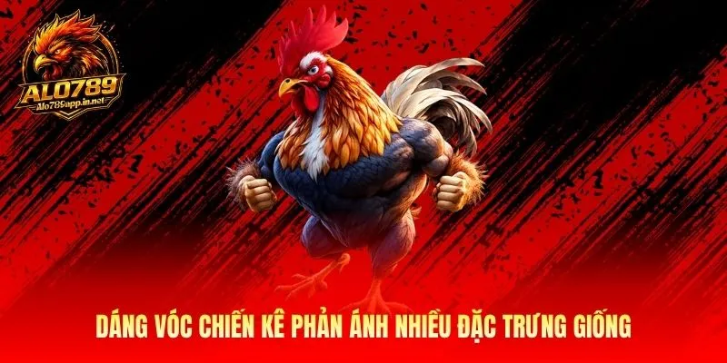 Dáng vóc chiến kê phản ánh nhiều đặc trưng giống