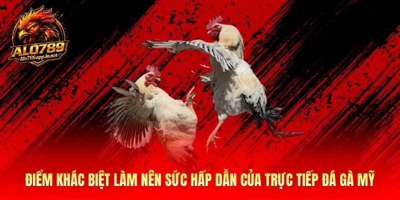 Điểm khác biệt làm nên sức hấp dẫn của trực tiếp đá gà Mỹ 