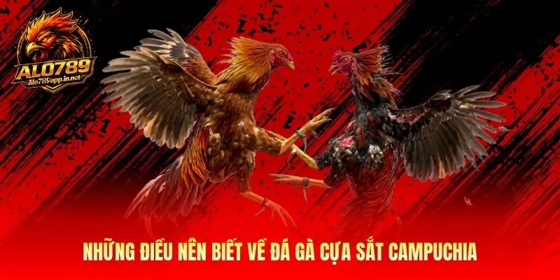Những điều nên biết về đá gà cựa sắt Campuchia 