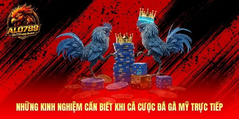 Những kinh nghiệm cần biết khi cá cược đá gà Mỹ trực tiếp
