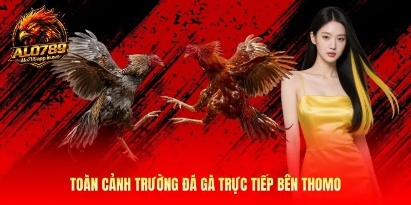 Toàn cảnh trường đá gà trực tiếp bên thomo